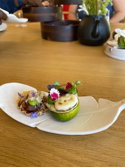 Lioness Living Lioness Living