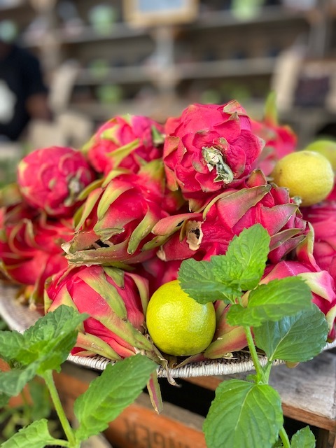 Lioness Living Lioness Living